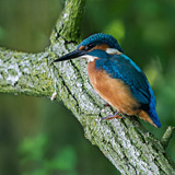 Kingfishers